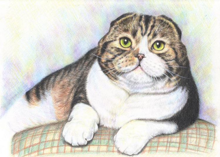 kak_narisovat_lezhashhego_kota_cvetnymi_karandashami_poetapno-12