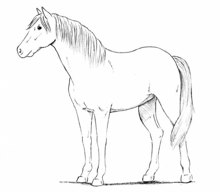 kak_narisovat_loshad