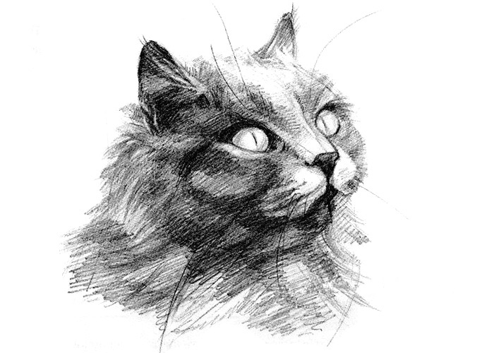 Kak-narisovat-kota-karandashom-pojetapno-1