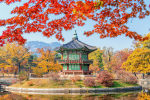 gyeongbukgung-maple-tree-autumn-korea (1)