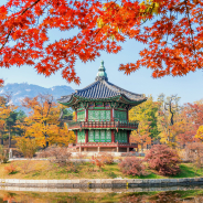 gyeongbukgung-maple-tree-autumn-korea (1)